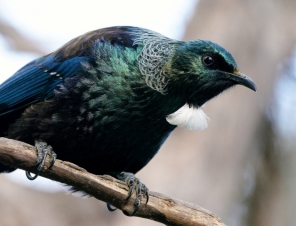 Tui